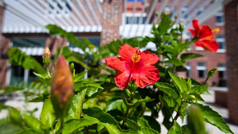 Bright flowers outside of Gerson Hall