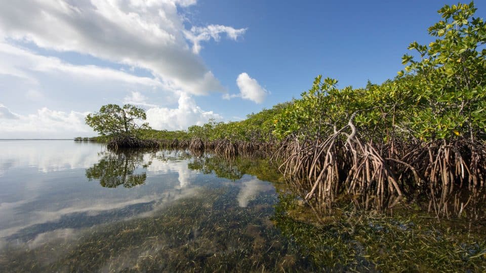 Mangroves along the water