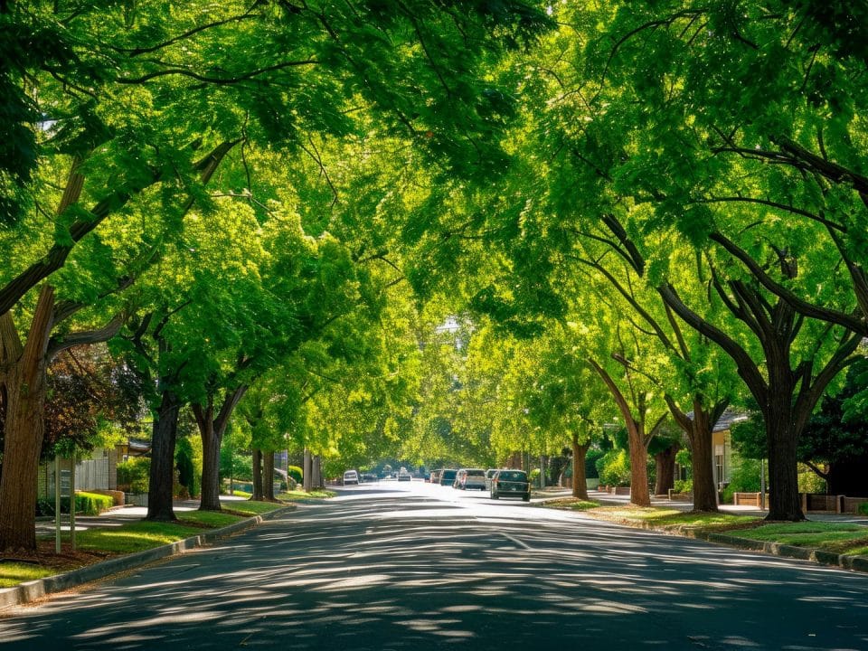 Trees line a residential neighborhood shading the sidewalks and street