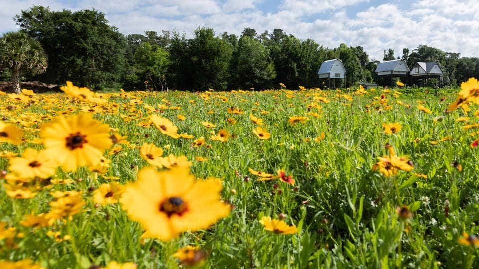 Yellow flowers in a field with the UF bat houses in the background