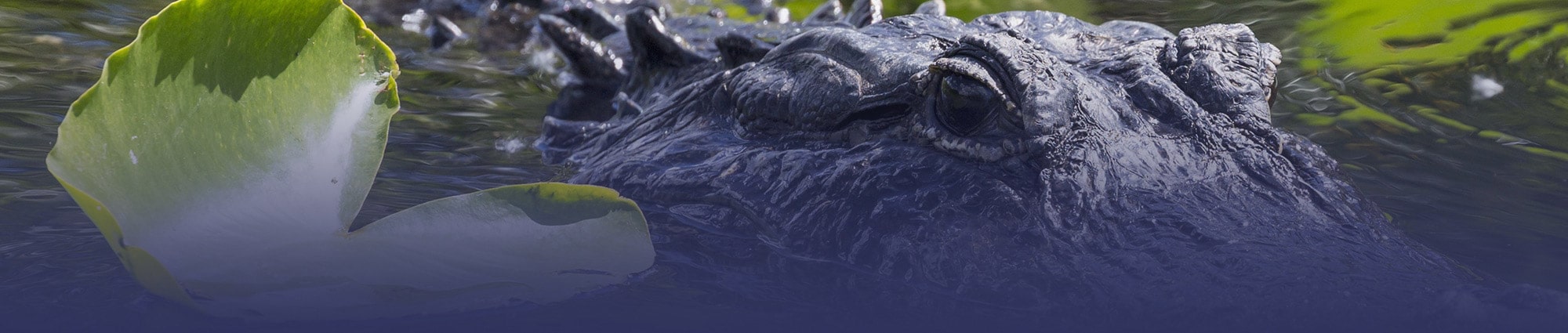 Alligator in the water with vegetation