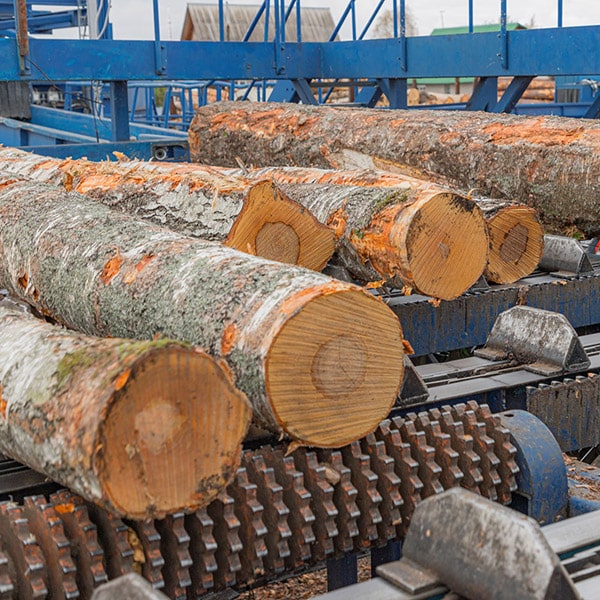 Logs lined up and placed on machinery for processing.